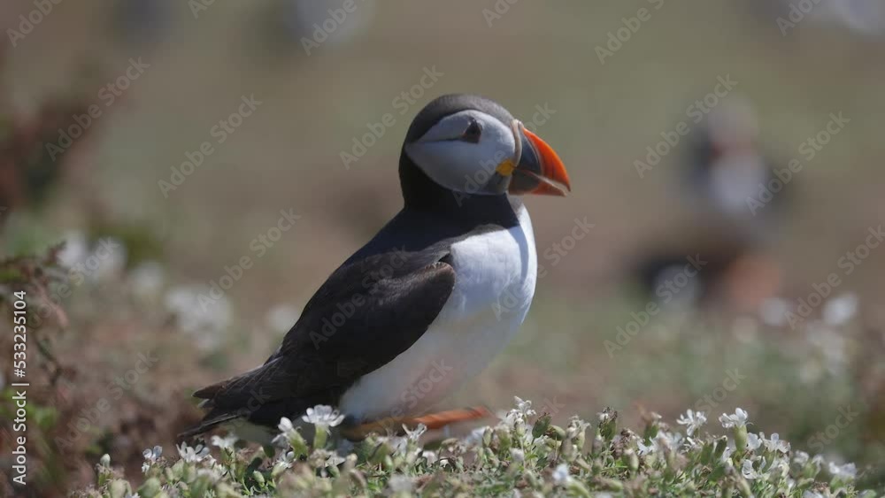 Relaxed Atlantic Puffin on the ground near its home burrow