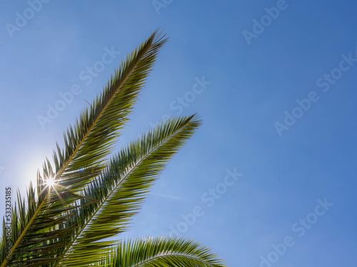 Selective focus of green leaves with ray of sun  Palm is any member of the Arecaceae or Palmae  The single family of monocotyledonous flowering plants of the order Arecales  Greenery pattern texture