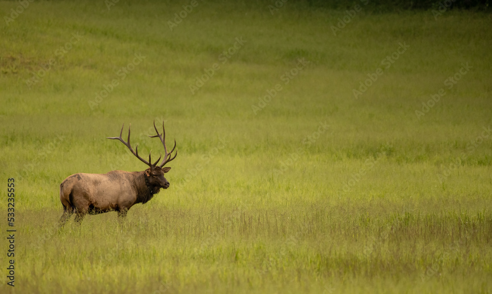 Naklejka premium Single Bull Elk Stands In Green Field