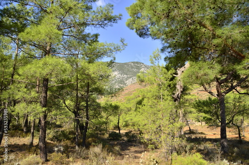 plants and trees of the  forest