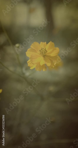 Cosmos Flower Vertical for Social Media