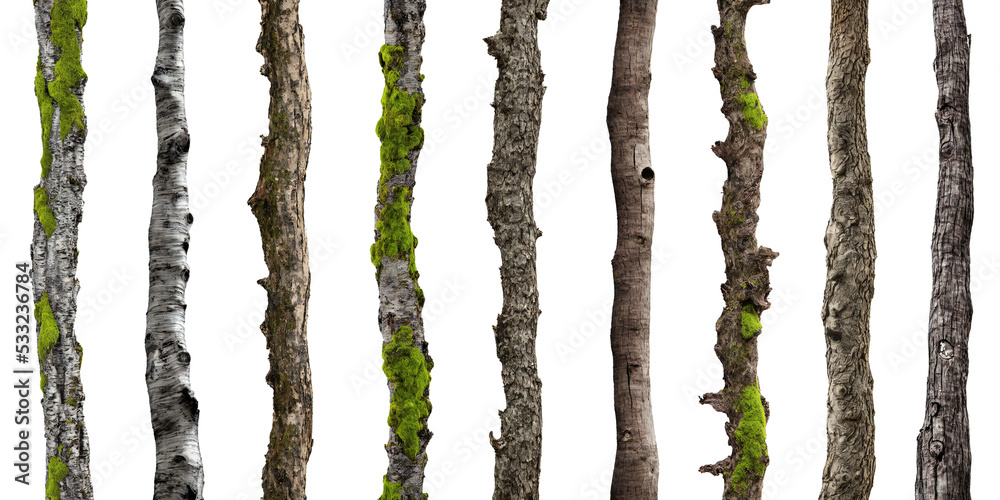 tree trunks, stems overgrown with lichen and moss isolated on white background