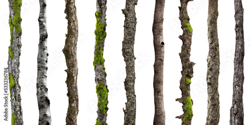 Obraz na płótnie tree trunks, stems overgrown with lichen and moss isolated on white background w salonie