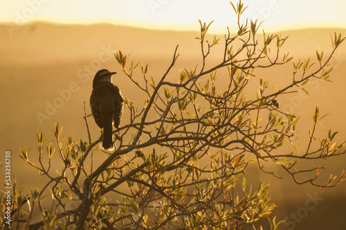 Waiting for sunset