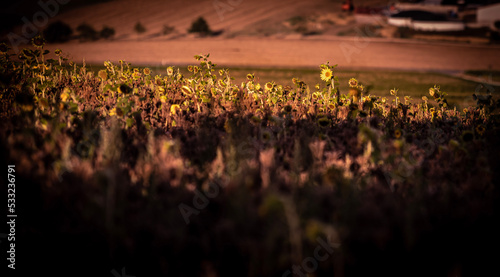 sunset in the grass