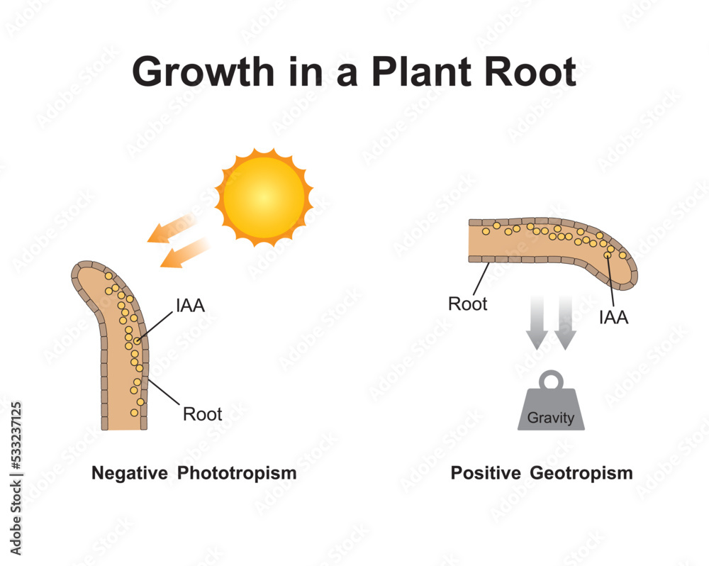 scientific-designing-of-growth-in-a-plant-root-phototropism-and