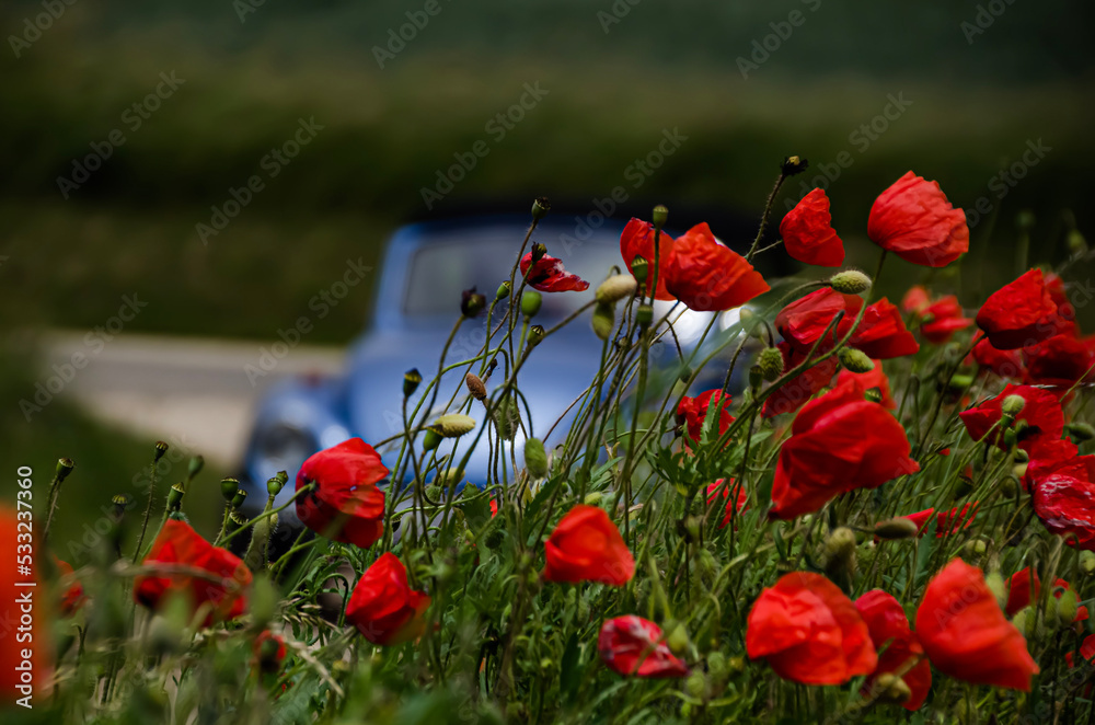 Obraz premium red poppy field