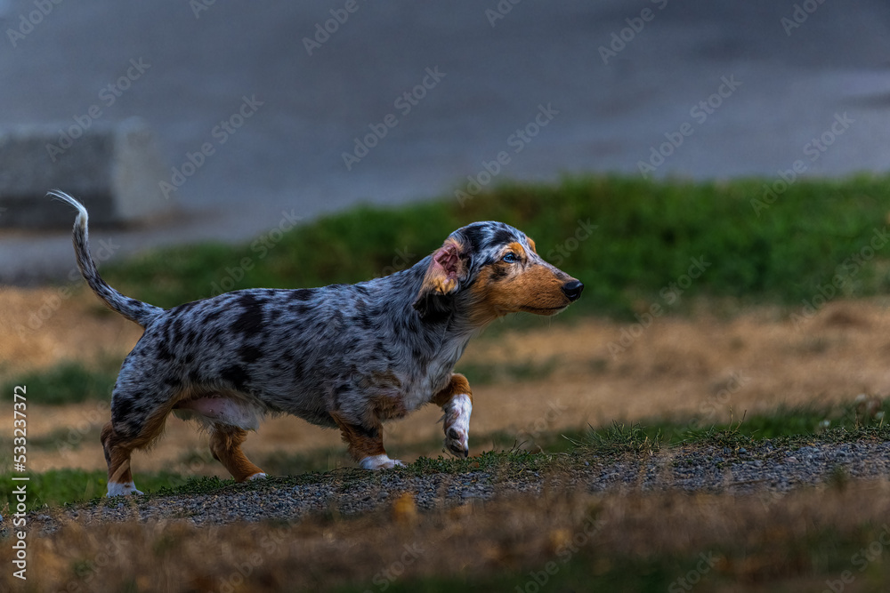 2022-09-23 A MULTI COLORED DACHSUND STARING INTENTLY WALKING UP A GRAVE PATH WITHA BLURRY FOREGROUND AND BACKGROUND