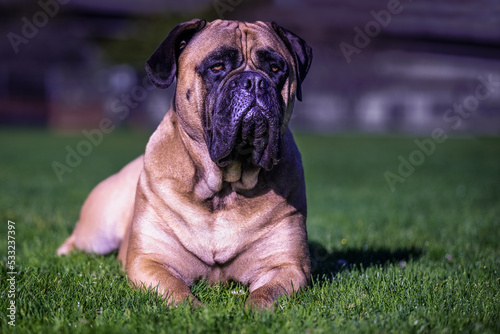 2022-09-25 A FULL GROWN BULLMASTIFF LYING DOWN IN GRASS WITH A BLURRY BACKGROUND