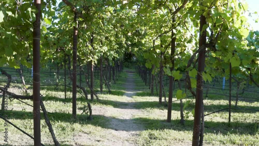 Walking Path through a Vineyard Video Walking Path through a Vineyard Video