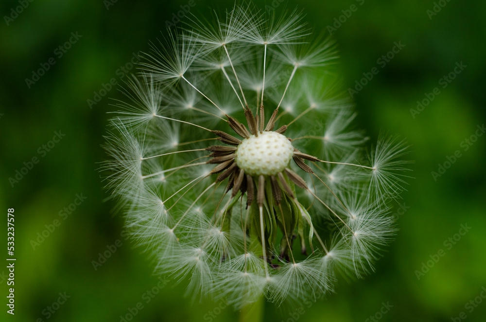Fototapeta premium dandelion head