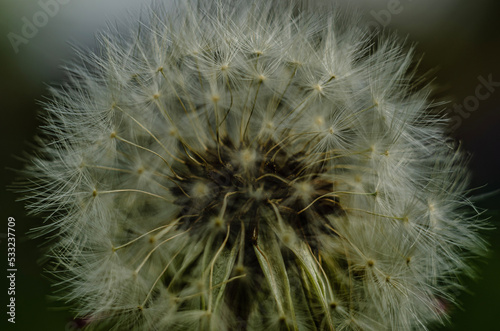 dandelion seed head