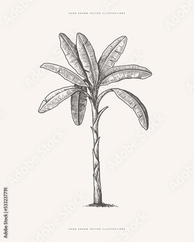 Palm tree in engraving style. Hand-drawn tropical tree. Template for design postcard, logo, label. Vintage illustration on light isolated background.