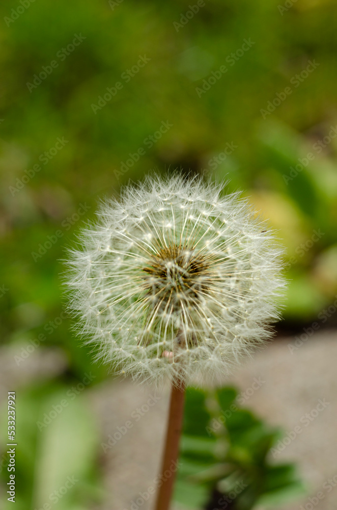Fototapeta premium dandelion seed head