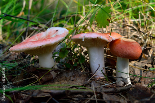 Young russula grow in the autumn forest