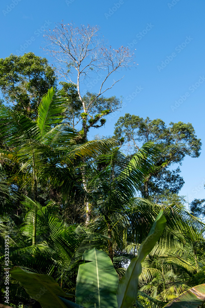 Fototapeta premium Trees in the forest in Joinville, Santa Catarina.