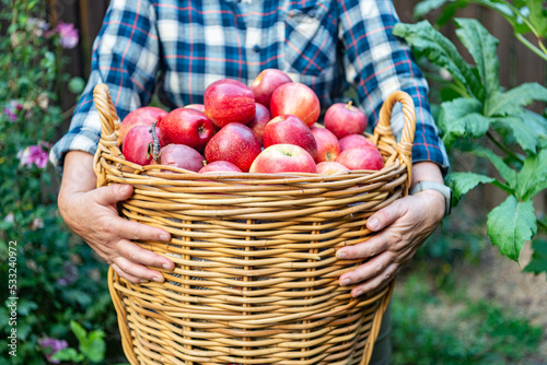 Fototapeta Naklejka Na Ścianę i Meble -  woman holds a wicker basket full of fresh apples. Autumn harvest close-up.