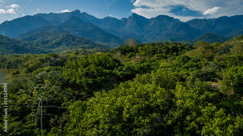 The exuberant Atlantic Forest within the protected area of the Guapia  u Ecological Reserve  in the metropolitan region of Rio de Janeiro.