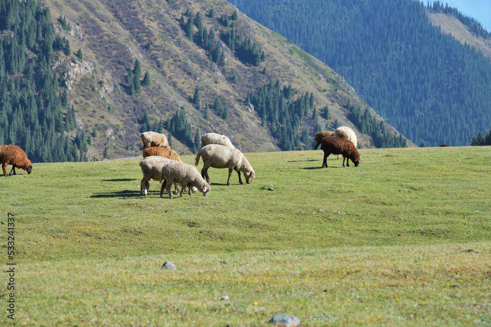 Fototapeta premium Flock of sheep. Kyrgyzstan