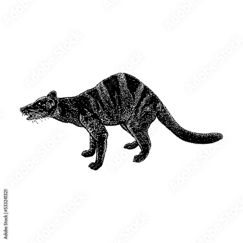 Banded Palm Civet hand drawing vector illustration isolated on background