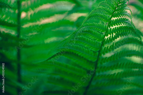 Close-up of ferns in a garden © Amy Buxton