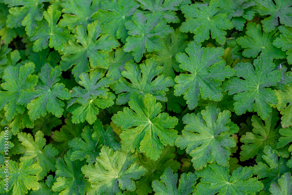 Selective focus of Bigroot Geranium (Rotsooievaarsbek) in the garden, Geranium macrorrhizum is a species of hardy flowering herbaceous perennial plant, Nature greenery pattern texture background. Selective focus of Bigroot Geranium (Rotsooievaarsbek) in the garden, Geranium macrorrhizum is a species of hardy flowering herbaceous perennial plant, Nature greenery pattern texture background.
