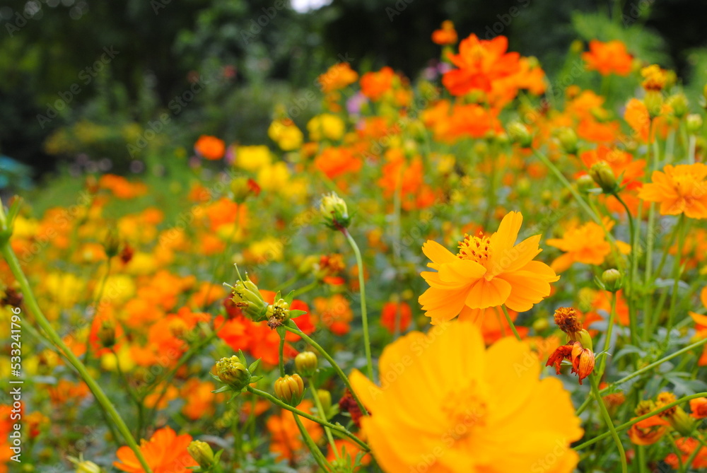 a group of orange cosmos