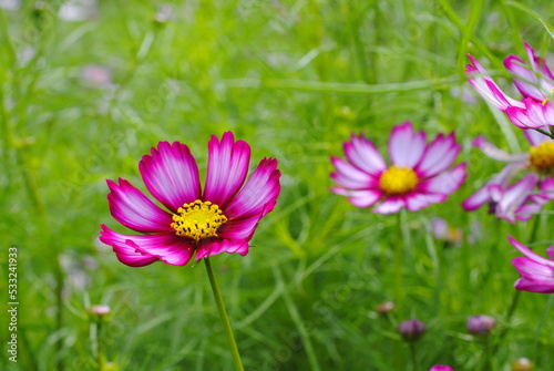 a clump of cosmos focused on a bright pink cosmos
