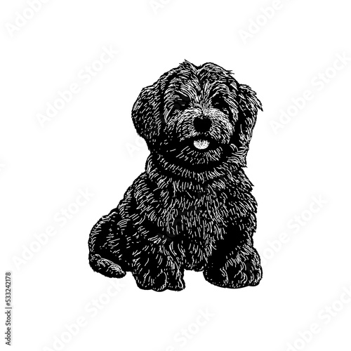 Havanese hand drawing vector illustration isolated on background