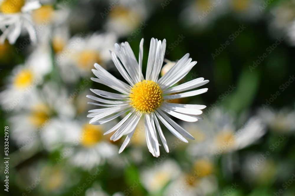 Obraz premium アメリカギク 亜米利加菊