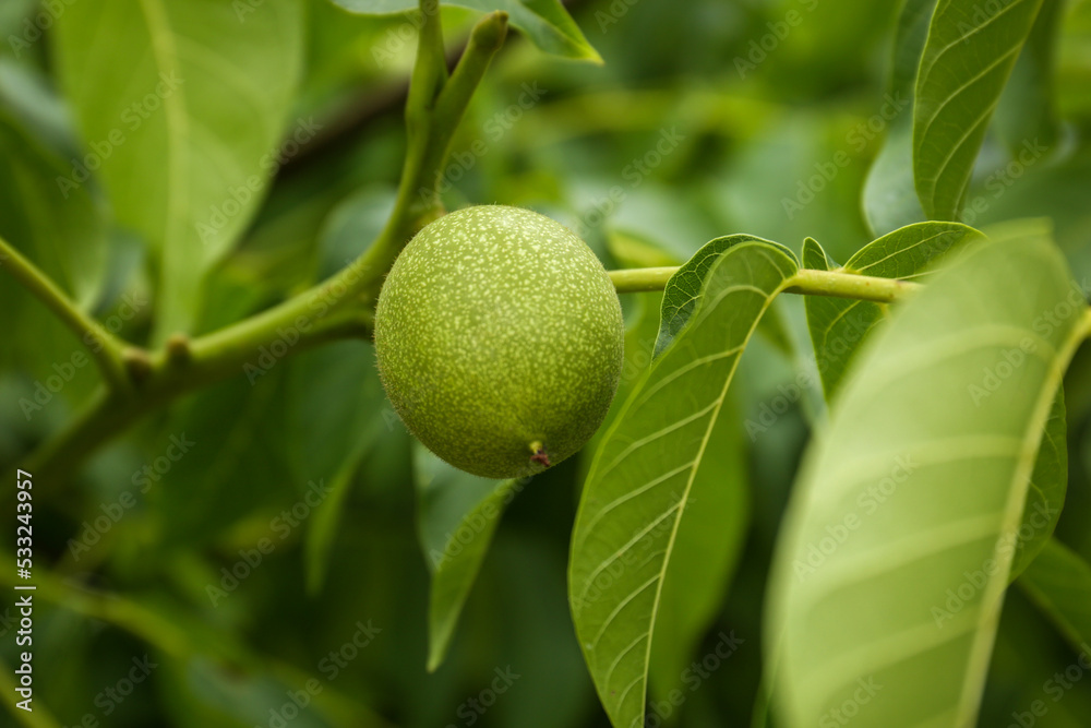 Green unripe walnut on tree branch outdoors, closeup