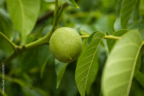 Green unripe walnut on tree branch outdoors  closeup