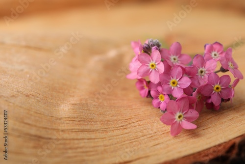 Beautiful pink forget-me-not flowers on wooden table, closeup. Space for text