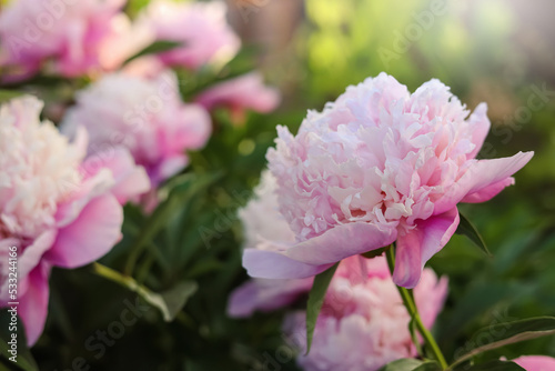 Fototapeta Naklejka Na Ścianę i Meble -  Blooming peony plant with beautiful pink flowers outdoors, closeup