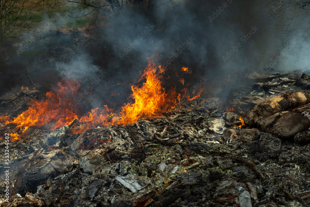 Fire in forest. Ignition of grass. Fire and smoke. Damage to environment. Fire in forest. Ignition of grass. Fire and smoke. Damage to environment.