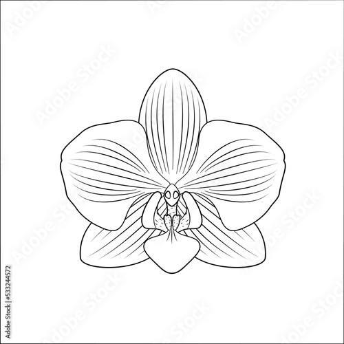 Orchidea - piękny rozwinięty kwiat. Ręcznie rysowana botaniczna wektorowa ilustracja.