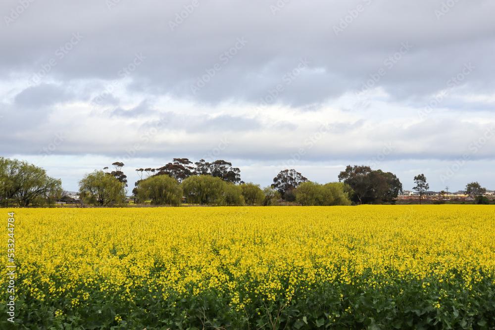 rapeseed field in spring with distant housing estates in the background
