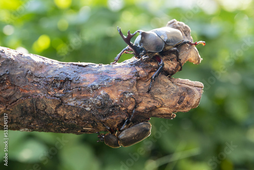 枝を登るヤマトカブトムシのペア ‐Japanese rhinoceros beetle‐ 