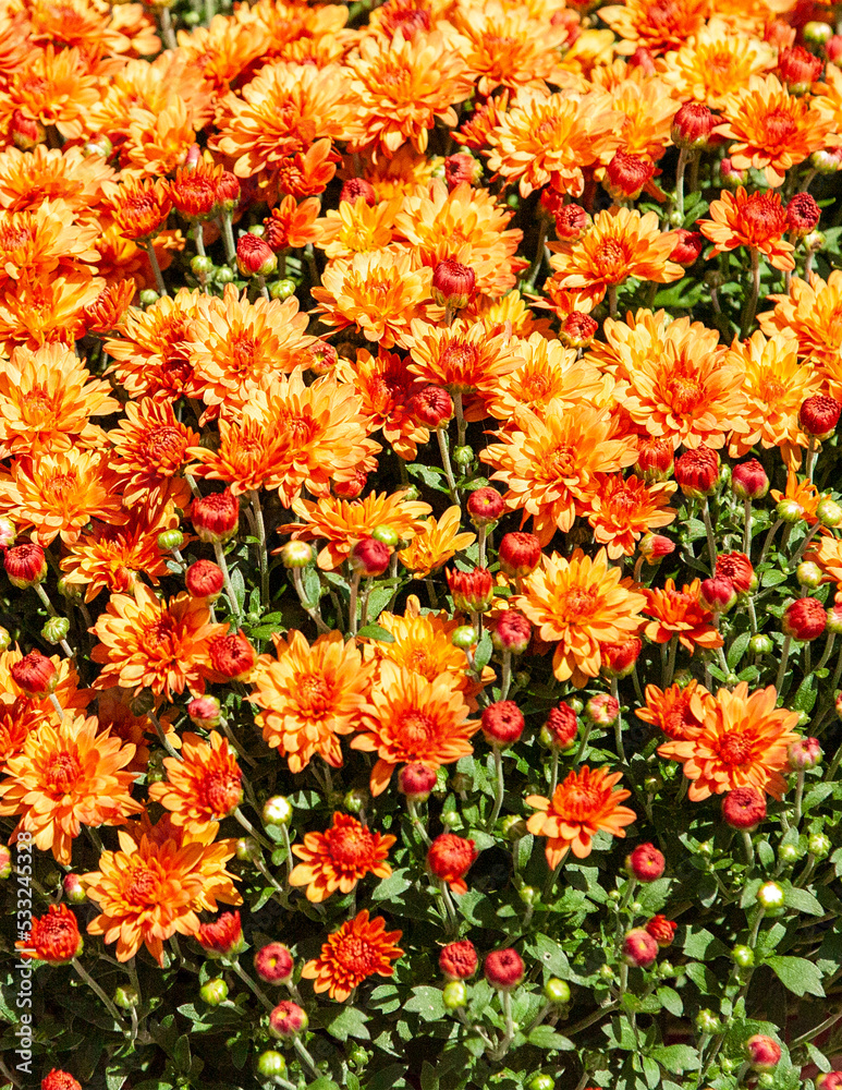 orange flowers background orange flowers background