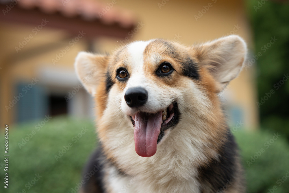 Corgi smiling puppy dog sitting on the table in summer sunny day, close up Corgi smiling puppy dog sitting on the table in summer sunny day, close up