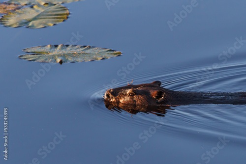 A beaver swimming across a clear blue lake 