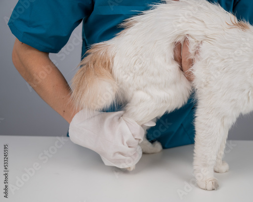 Fototapeta Naklejka Na Ścianę i Meble -  Veterinarian washing a fluffy white cat with a disposable wet glove. Pet hydrosol cleaning gloves. 