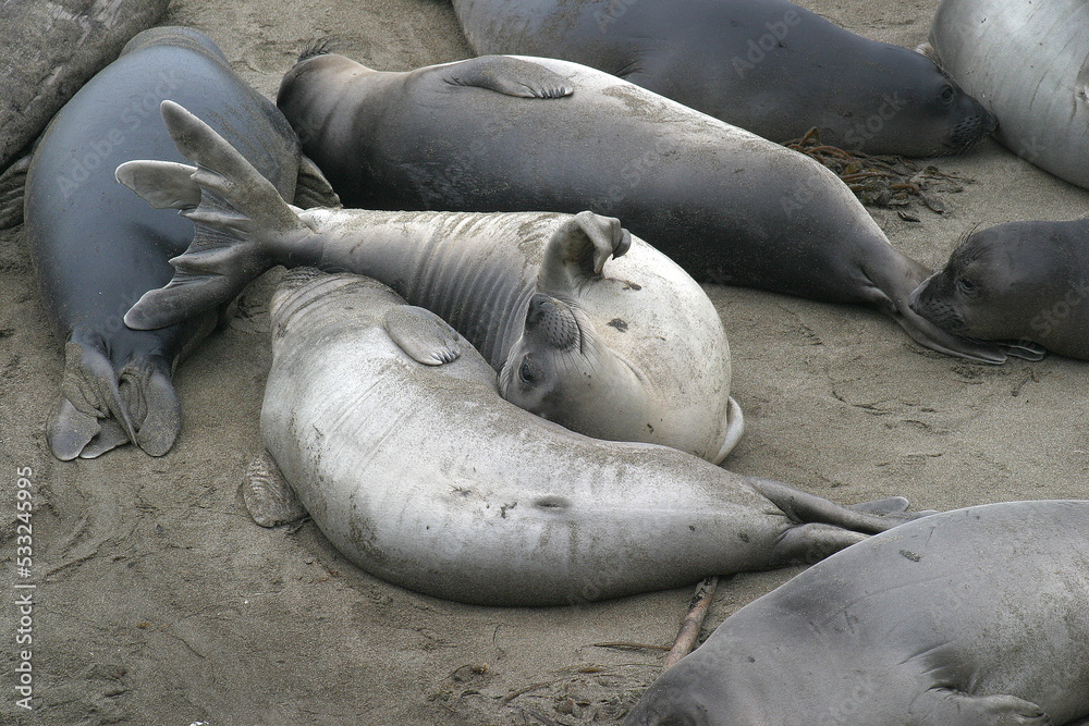 Fototapeta premium Elephant Seal 