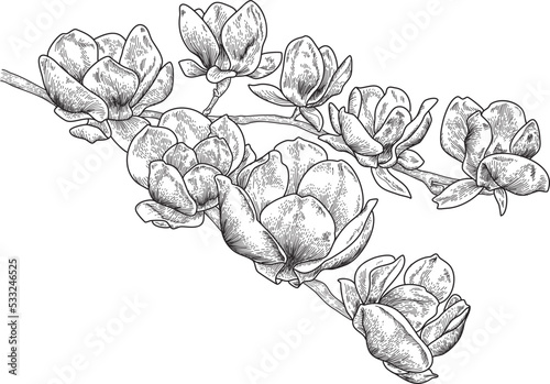 Hand drawing of a magnolia flower branch in botanical illustration ink engraving style vector