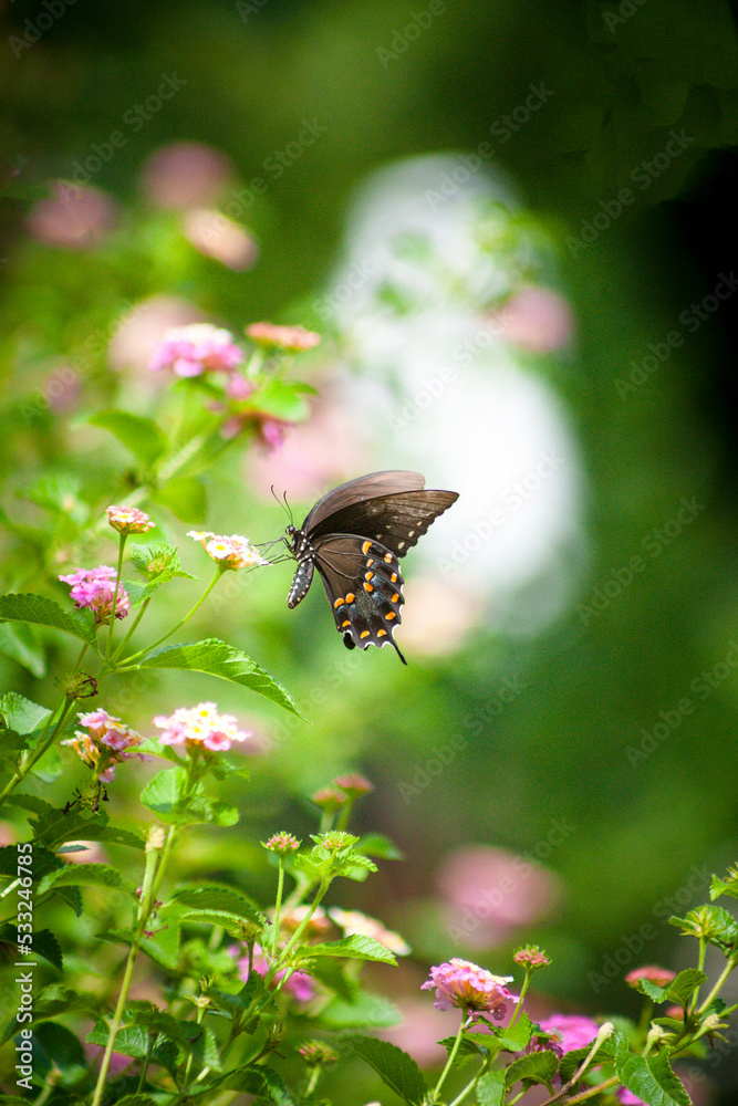 Fototapeta premium butterfly on a flower