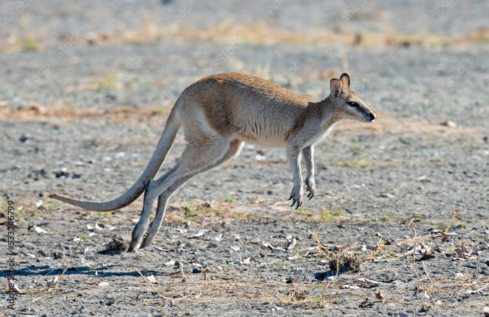Wallaby hopping along in outback Queensland, Australia. Wallaby hopping along in outback Queensland, Australia.