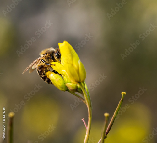 Eine Biene sucht Nektar in einer gelben Blüte