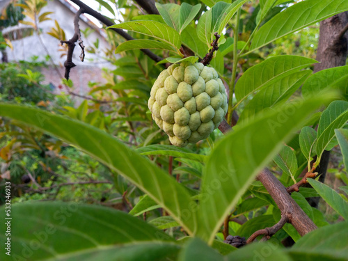 srikaya fruit/sugar apple that is still young on the tree