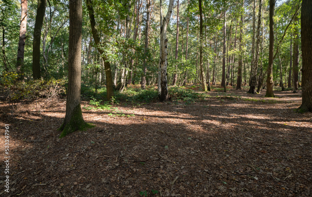Woodland and forest path in Hampshire, England, UK Woodland and forest path in Hampshire, England, UK