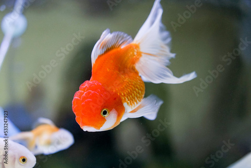 Goldfish at aquarium fish, from Asia.The goldfish on Chinese sign brings a prosperity and good luck.	